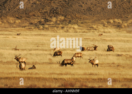 Allevamento di bull elk sulla gamma invernale vicino a Jackson Wyomng Foto Stock