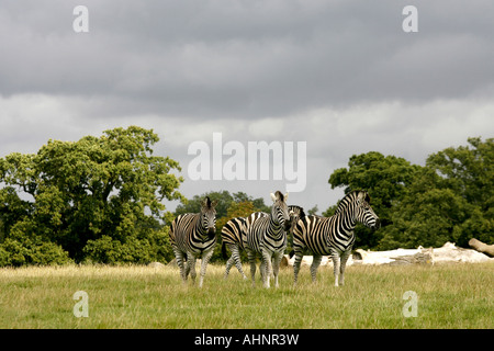 Chapman's Zebra (Equus burchelli chapmani pascolo al pascolo a Woburn Safari Park. Foto Stock