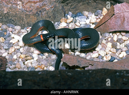 Ringneck snake Diadophis punctatus in San Francisco California USA Foto Stock