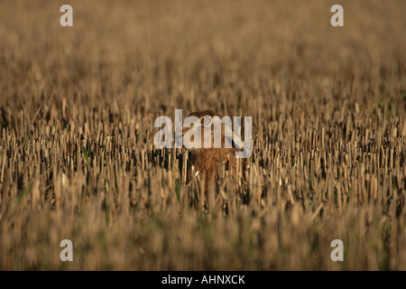 Brown lepre (Lepus capensis) nel campo delle stoppie Foto Stock