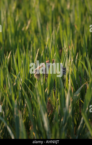Brown lepre (Lepus capensis) nel settore dei cereali Foto Stock