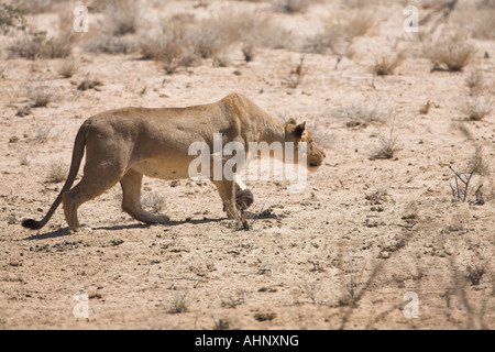 Leonessa africana camminando nel deserto del Kalahari Foto Stock