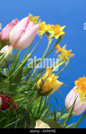 Tulipani e narcisi contro sfondo blu Foto Stock