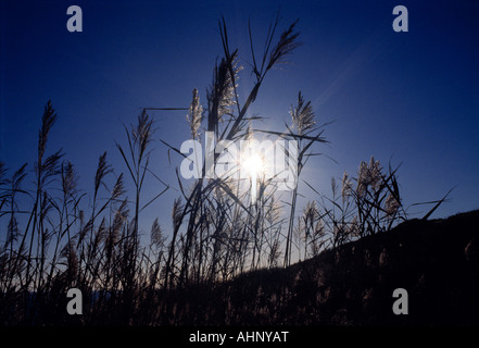 Sunburst dietro di erba alta e le dune di sabbia lungo la costa sud occidentale il percorso Cornwall Regno Unito Foto Stock