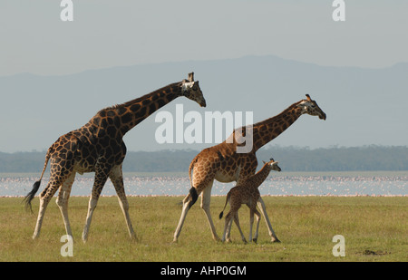 Tre 3 Rothschild s Giraffe vicino alla riva del lago Nakuru Lake Nakuru National Park Kenya Africa orientale Foto Stock