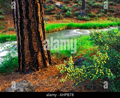 Ponderosa Pine e Rabbitbrush con Paulina Creek Deschutes National Forest Oregon Foto Stock