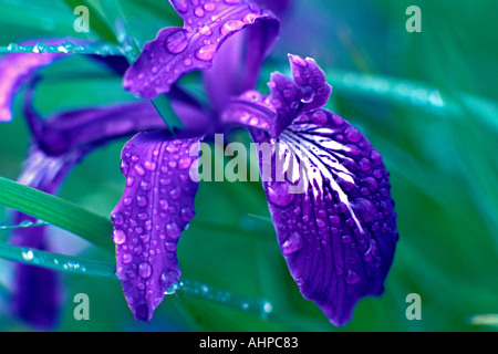 Iris selvatici dopo la pioggia nei pressi di Monroe Oregon Foto Stock