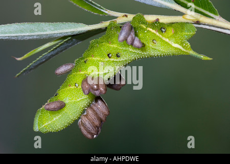 Il PIOPPO Hawk moth Laothoe populi larve sul willow mostra Parasitisation di caterpillar immaturi potton bedfordshire Foto Stock