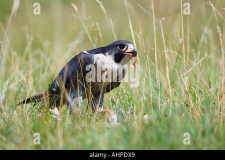 Peregrine Falco peregrinus su terra con la preda cercando alert Northamptonshire Foto Stock
