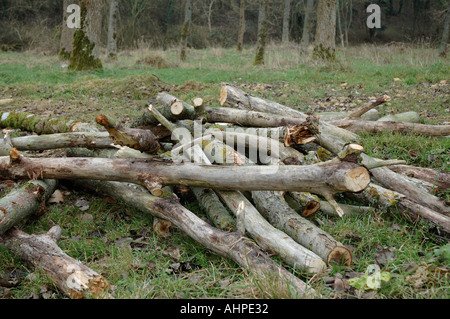 Tritato e tagliare logs Foto Stock