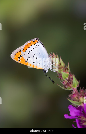 Rame di grandi dimensioni Lycaena dispar sul fiore con ante chiuse che mostra i contrassegni e i dettagli di sfondo di messa a fuoco Foto Stock