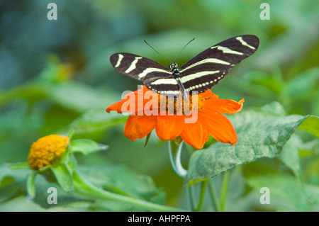 Chiudere orizzontale di un bianco e nero a strisce della zebra Longwing Butterfly (Heliconius Charithonius Linnaeus) su un fiore rosso. Foto Stock