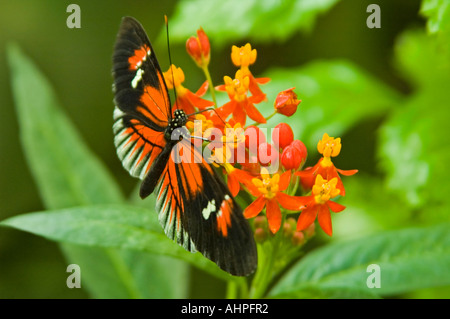 Orizzontale fino in prossimità di un piccolo postino Longwing butterfly [Heliconius Melpomene :] alimentazione su un piccolo fiore rosso Foto Stock