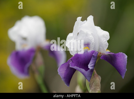 Viola e bianco barbuto iris Foto Stock