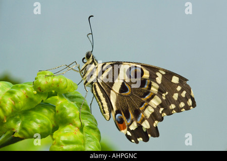 Close up di un agrume a coda di rondine (Papilio Demodocus) appoggiata su una foglia verde. Foto Stock