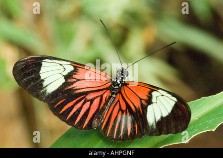 Close up di "Il postino' butterfly (Heliconius Melpomene :) in appoggio su una foglia. Foto Stock