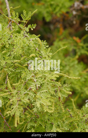 Santa Barbara Giardino Botanico California USA cat claw Acacia greggi Foto Stock