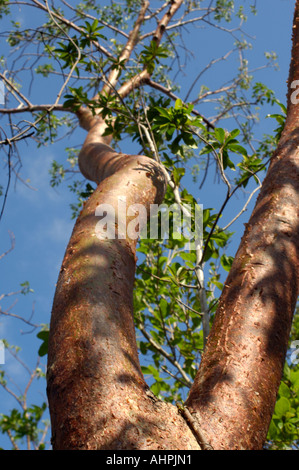 Gumbo Limbo tree Everglades National Park in Florida. Fotografia digitale Foto Stock