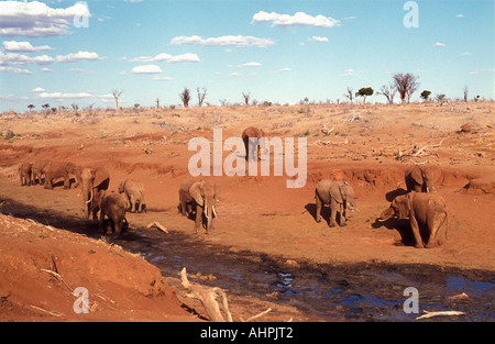 Gli elefanti in colpite dalla siccità paesaggio parco nazionale orientale di Tsavo Kenya Africa orientale Foto Stock