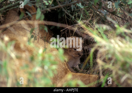 Scorcio di un piccolo appena nato LION CUB solo poche ore di vecchia Riserva Nazionale di Masai Mara Kenya Africa orientale Foto Stock