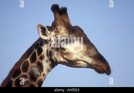 Close up ritratto della giraffa comune visto contro un cielo blu Sud Africa Foto Stock