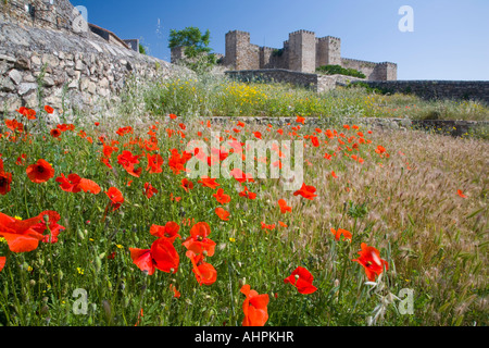 Trujillo, Estremadura, Spagna. Campo di papavero sotto il castello. Foto Stock