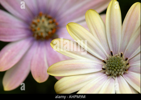 Osteospurmum Foto Stock
