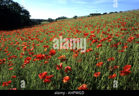 Campo di papaveri rossi in Cotswolds, Gloucestershire, England, Regno Unito Foto Stock