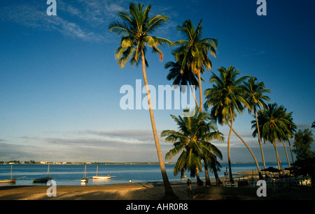 Palme spiaggia, Maxixe, Mozambico Foto Stock