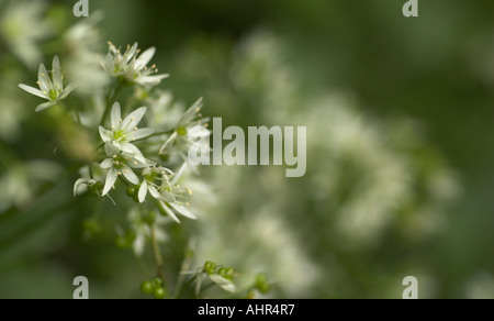 Ramsons Allium ursinum conosciuto anche come Foto Stock