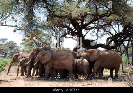 Una mandria di elefanti di femmine e i vitelli in appoggio a metà giornata sotto gli alberi di acacia nel Samburu National Reserve Kenya Africa orientale Foto Stock