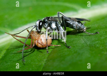 Un parasitoidal wasp con la sua paralizzato spider preda in pianura le foreste pluviali tropicali del Costa Rica. Foto Stock