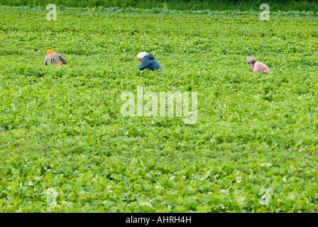 I lavoratori agricoli pick fragole vicino a Duncan BC nella Valle di Cowichan Foto Stock