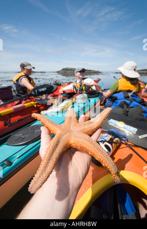 Una stella di mare e Kayakers diressero insieme mentre esplorare la vita del mare lungo il litorale di Vargas isola a Clayoquot Sound BC Foto Stock