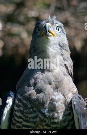 Southern nastrare Snake Eagle (Circaetus fasciolatus) Foto Stock