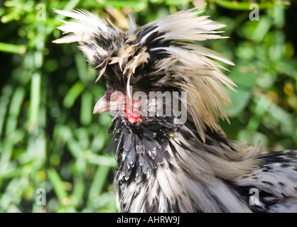 La Appenzeller Spitzhauben hen Foto Stock