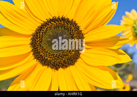 Il girasole in un giardino in Kelowna British Columbia Foto Stock