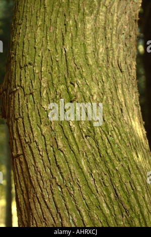 Castanea sativa castagno tronco Foto Stock