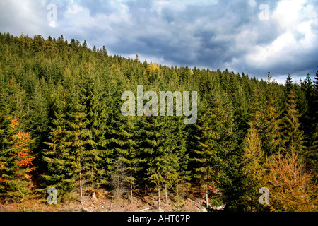 Fitta foresta sempreverde sotto un cielo nuvoloso, con alti pini e abeti, con un po' di fogliame autunnale ai margini della foresta. Foto Stock