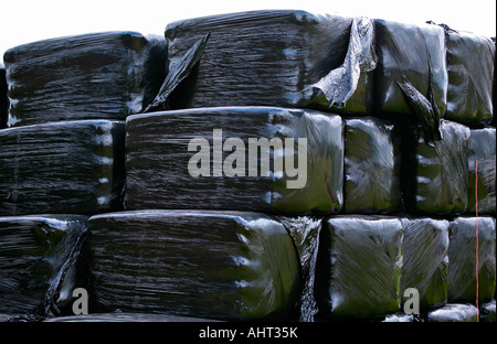 Pila di balle di fieno ricoperte di plastica nera stoccate all'aperto sul campo. West Sussex, Regno Unito Foto Stock