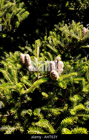I coni femminili di abies koreana. coreano fir. pinaceae. Foto Stock