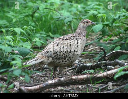 Fagiano (femmina) - Phasianus colchicus rovistando in un letto di ortica. Foto Stock