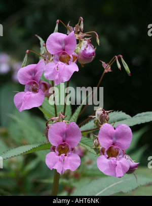 O dell'Himalaya indiano - la Balsamina Impatiens glandulifera (Balsaminaceae) crescita selvaggia su un argine nel nord dell'Inghilterra. Nessuno nativo specie invasive. Foto Stock