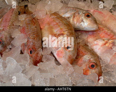 pesce rosso sul ghiaccio Foto Stock