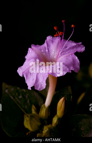 Quattro o clock, fiorisce nel tardo pomeriggio, molto colorato, alcuni sono bianchi, alcuni viola, alcuni rosso scuro. Foto Stock