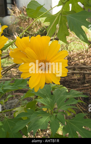 Coreopsis, Granata segnale Hall Station, St Andrew, Barbados Foto Stock