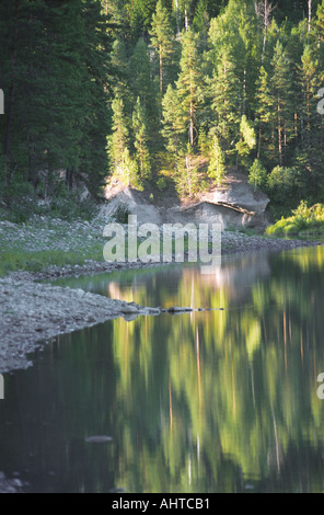 Il fiume Lebed s bank tradotto come il fiume Swan Altai Russia Foto Stock