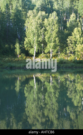 Il fiume Lebed s bank tradotto come il fiume Swan Altai Russia Foto Stock