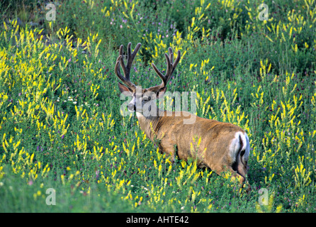 Mule Deer buck 2 Foto Stock