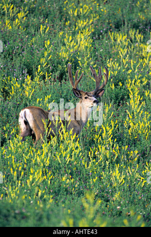 Un mulo cervo Buck Foto Stock